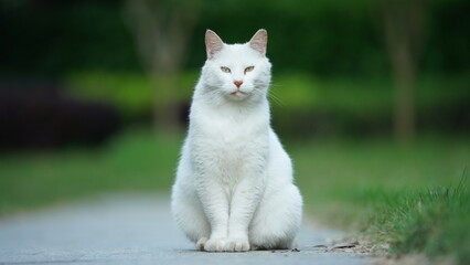 One adorable wild cat sitting in the garden for resting