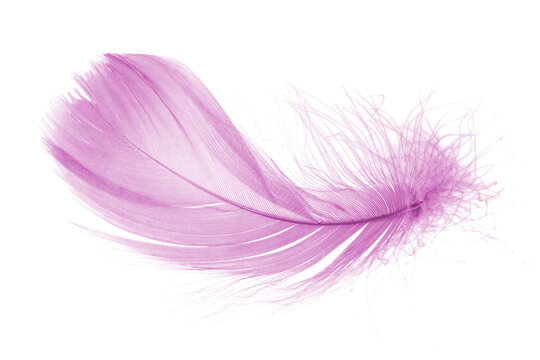 Light fluffy pink feather isolated on white background.