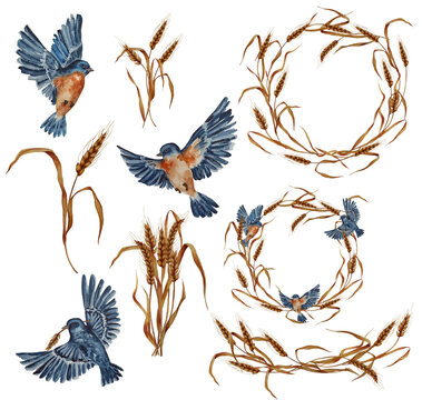 Watercolor wheat and blue birds collection. Bunch of dried wheat ears. Whole grains realistic illustration set.