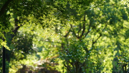 The fresh new leaves full of the trees in spring