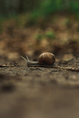 Snail in the woods