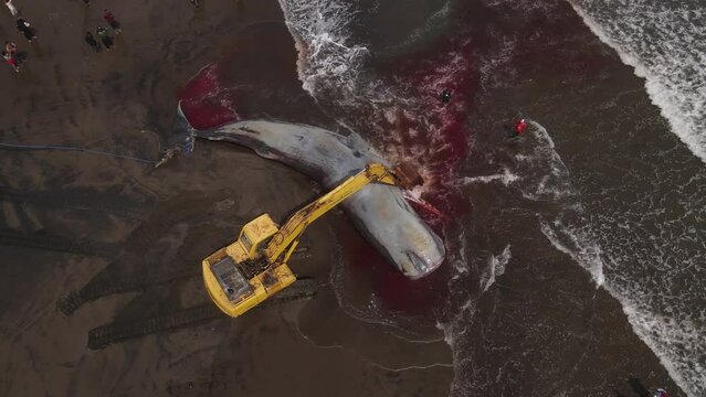 Dead sperm whale in state of putrefaction on the beach, Bali, Indonesia