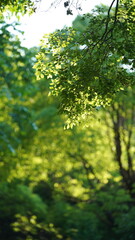 Fototapeta na wymiar The fresh new leaves full of the trees in spring