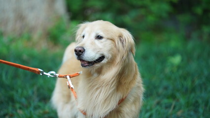 One adorable dog playing in the yard freely