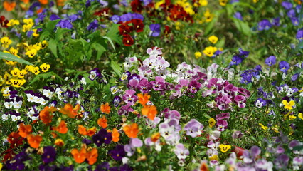 Fototapeta premium The beautiful flowers blooming in the garden in spring with the warm sunlight
