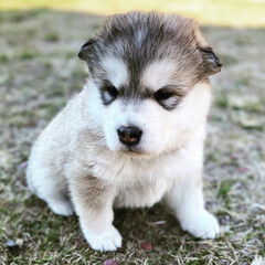 Portrait Malamut Baby