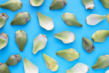 Fresh artichoke petals on blue background