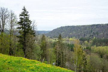 Fototapeta na wymiar Gauja valley in spring with fresh first leaves in end of April in Sigulda in Latvia
