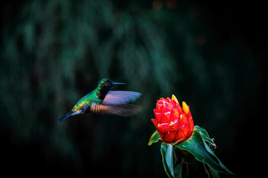 green humming bird about to feed from a red tropical flower
