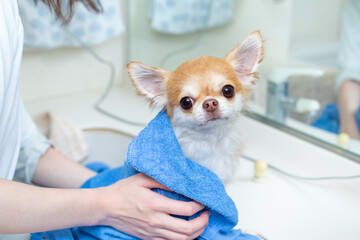 シャンプー後にタオルで乾かす犬