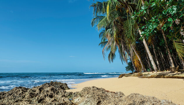waterfront scenery with palm trees near Manzanillo Costa-Rica