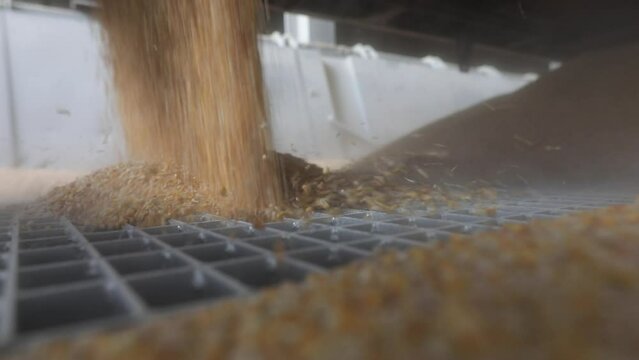 Handheld footage with corn kernels (grain) being unloaded from a freight train to a commercial port in Eastern Europe.