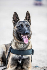 police dog posing for camera