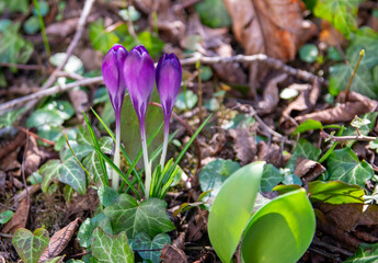 Beautiful purple snowdrops in the green spring garden. Flowers.