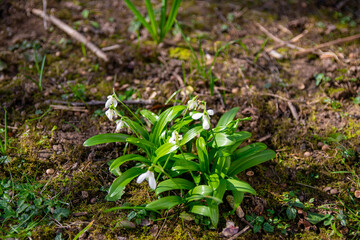 Green spring garden with white flowers snowdrops.