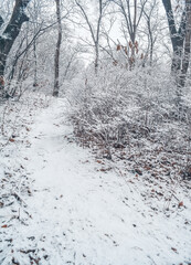 The park is covered with a thin layer of snow in winter. The park with tall trees and paths is covered with snow.