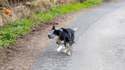  junger Border Collie beim Spielen auf der Stra&szlig;e rennt sehr schnell einem orangen Ball hinterher