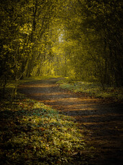 autumn in the forest