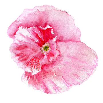 Watercolor pink Poppy flower hand drawn colorful illustration isolated on white background, floral design for greeting card, package organic cosmetic, page magazine, wedding invitation, florist shop
