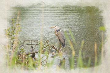 A digital watercolour painting of a Grey Heron, Ardea cinerea perched on a tree.
