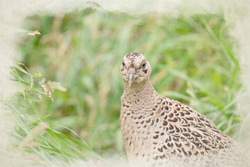 Digital watercolour painting of a female common pheasant, Phasianus colchicus of pheasant family Phasianidae.