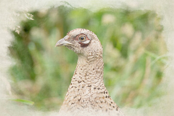Digital watercolour painting of a female common pheasant, Phasianus colchicus of pheasant family Phasianidae.