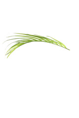 grass isolated on Beautiful plant green leaves isolated on transparent background. 3D rendering. 3D illustration