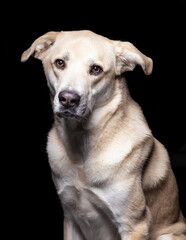 Perro mastín labrador en la sombra, retrato canino