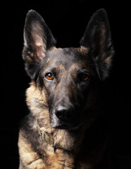 Perro pastor alemán en la sombra, retrato canino - obrazy, fototapety, plakaty