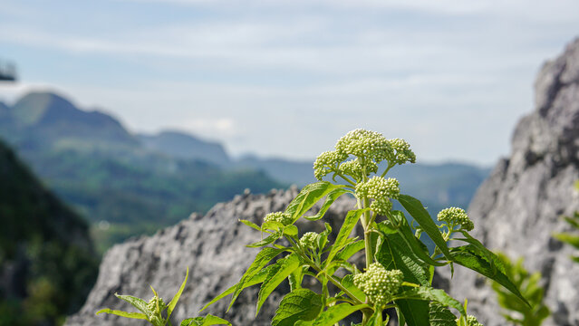 Flowers in the Buntu Burake mountains in Toraja