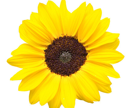 Sonnenblume. Isolierter Hintergrund.
Freigestelltes Bild von einer gelben Sonnenblume.
Hintergrund für Tapeten, Einladungen, Leinwandbilder, Grußkarten etc.
