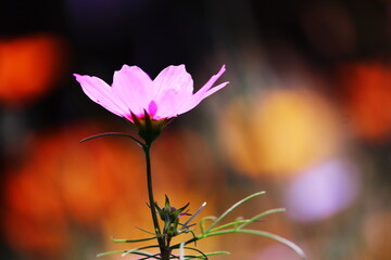 カラフルで美しいコスモスの花