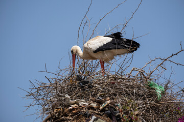 white stork , Ciconia ciconia, Medchar Ghanem , Asilah, morocco, africa