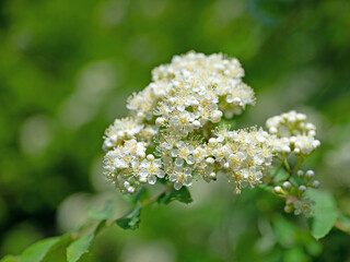 Blühende Eberesche, Sorbus aucuparia, im Frühling