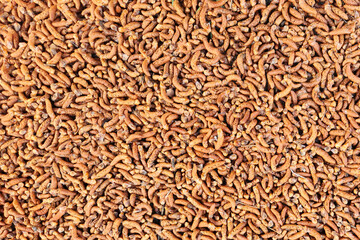 A cluster of the anhters of a red pine (Pinus brutia) in spring. Anther is a part of the stamen where pollen is produced.