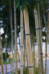 bamboo forest in the morning