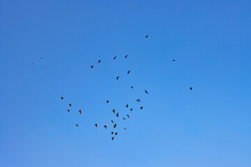 A flock of birds against the blue sky