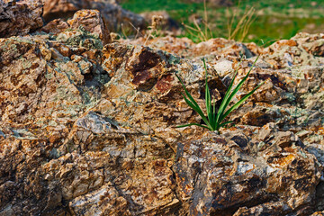 Lonely green bush of grass grows on a stone