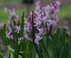 Beautiful close-up of hyacinthus orientalis