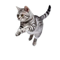 american shorthair