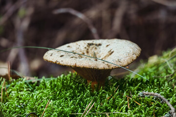 Big mushroom in the green moss carpet of a forest