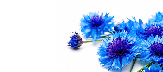 Blue cornflowers on white background. Background for a greeting card. digital ai art