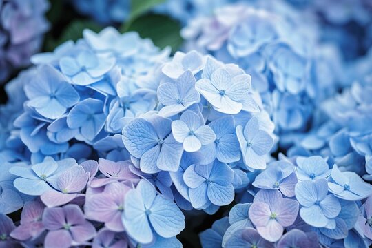 The illustration  of hydrangea, ai contents by Midjourney