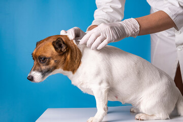 The veterinarian treats the withers of the dog from ticks and fleas with the help of special drops...