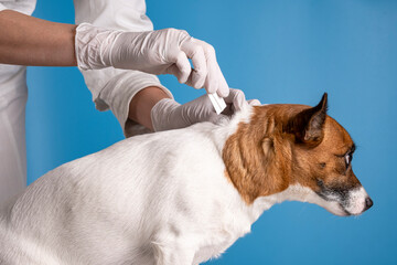 The veterinarian treats the withers of the dog from ticks and fleas with the help of special drops...