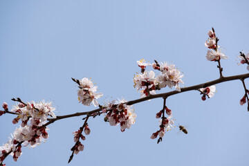 Blooming apricot branches in the garden in early spring