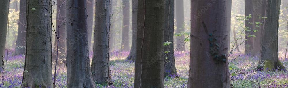 Sticker beautiful view of the blue forest, hallerbos