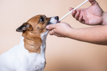 Male hands give a suspension of parasites to a dog in a syringe.