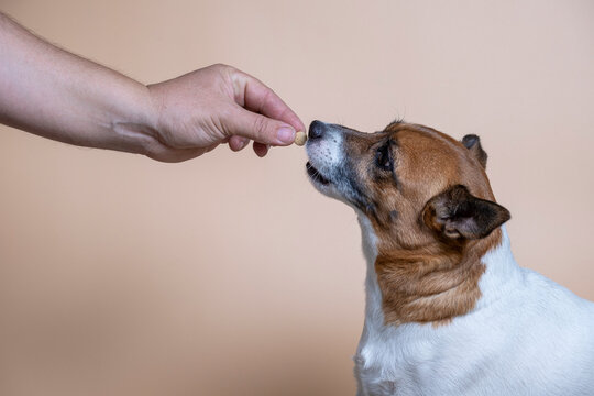 The dog carefully takes a vitamin pill from his hand with his mouth.
