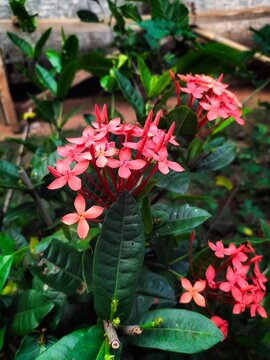 red flowers blooming in the garden yard